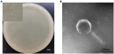 Isolation, characterization, and genomic analysis of a novel bacteriophage MA9V-1 infecting Chryseobacterium indologenes: a pathogen of Panax notoginseng root rot